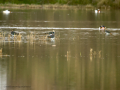 Avefría - Vanellus vanellus - Fredeluga europea