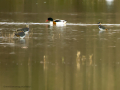Avefría - Vanellus vanellus - Fredeluga europea