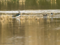 Avefría - Vanellus vanellus - Fredeluga europea