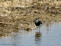 Avefría - Vanellus vanellus - Fredeluga europea