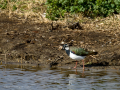 Avefría - Vanellus vanellus - Fredeluga europea