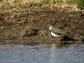 Avefría - Vanellus vanellus - Fredeluga europea
