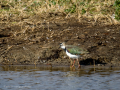Avefría - Vanellus vanellus - Fredeluga europea