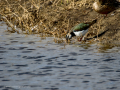 Avefría - Vanellus vanellus - Fredeluga europea