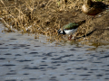 Avefría - Vanellus vanellus - Fredeluga europea