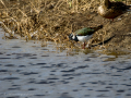 Avefría - Vanellus vanellus - Fredeluga europea