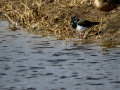 Avefría - Vanellus vanellus - Fredeluga europea