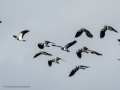 Avefría - Vanellus vanellus - Fredeluga europea