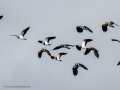 Avefría - Vanellus vanellus - Fredeluga europea