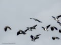 Avefría - Vanellus vanellus - Fredeluga europea
