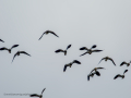 Avefría - Vanellus vanellus - Fredeluga europea