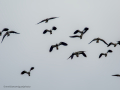 Avefría - Vanellus vanellus - Fredeluga europea