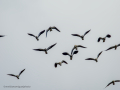Avefría - Vanellus vanellus - Fredeluga europea