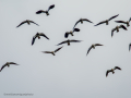 Avefría - Vanellus vanellus - Fredeluga europea