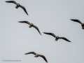 Avefría - Vanellus vanellus - Fredeluga europea