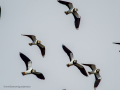 Avefría - Vanellus vanellus - Fredeluga europea