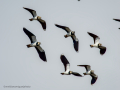 Avefría - Vanellus vanellus - Fredeluga europea