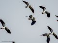 Avefría - Vanellus vanellus - Fredeluga europea