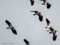 Avefría - Vanellus vanellus - Fredeluga europea