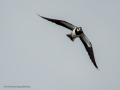Avefría - Vanellus vanellus - Fredeluga europea
