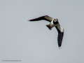Avefría - Vanellus vanellus - Fredeluga europea