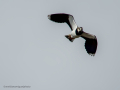 Avefría - Vanellus vanellus - Fredeluga europea