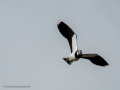 Avefría - Vanellus vanellus - Fredeluga europea