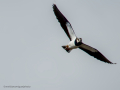 Avefría - Vanellus vanellus - Fredeluga europea