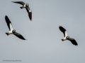 Avefría - Vanellus vanellus - Fredeluga europea