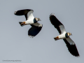 Avefría - Vanellus vanellus - Fredeluga europea