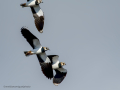 Avefría - Vanellus vanellus - Fredeluga europea