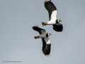 Avefría - Vanellus vanellus - Fredeluga europea