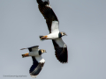 Avefría - Vanellus vanellus - Fredeluga europea