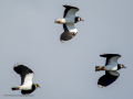 Avefría - Vanellus vanellus - Fredeluga europea
