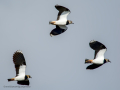 Avefría - Vanellus vanellus - Fredeluga europea