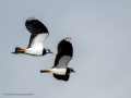 Avefría - Vanellus vanellus - Fredeluga europea