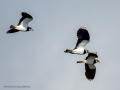 Avefría - Vanellus vanellus - Fredeluga europea