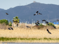 Avefría - Vanellus vanellus - Fredeluga europea