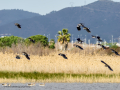 Avefría - Vanellus vanellus - Fredeluga europea