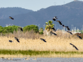 Avefría - Vanellus vanellus - Fredeluga europea