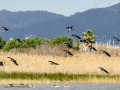 Avefría - Vanellus vanellus - Fredeluga europea