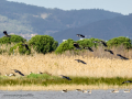 Avefría - Vanellus vanellus - Fredeluga europea