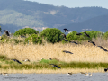 Avefría - Vanellus vanellus - Fredeluga europea