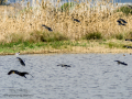 Avefría - Vanellus vanellus - Fredeluga europea