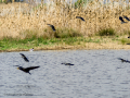 Avefría - Vanellus vanellus - Fredeluga europea