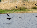 Avefría - Vanellus vanellus - Fredeluga europea