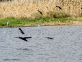 Avefría - Vanellus vanellus - Fredeluga europea