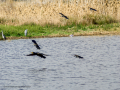 Avefría - Vanellus vanellus - Fredeluga europea