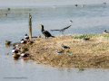 Avefría - Vanellus vanellus - Fredeluga europea