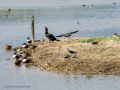 Avefría - Vanellus vanellus - Fredeluga europea